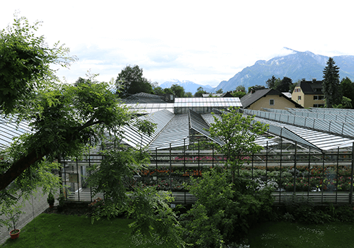 Blumen & Pflanzen - 20260422_144734